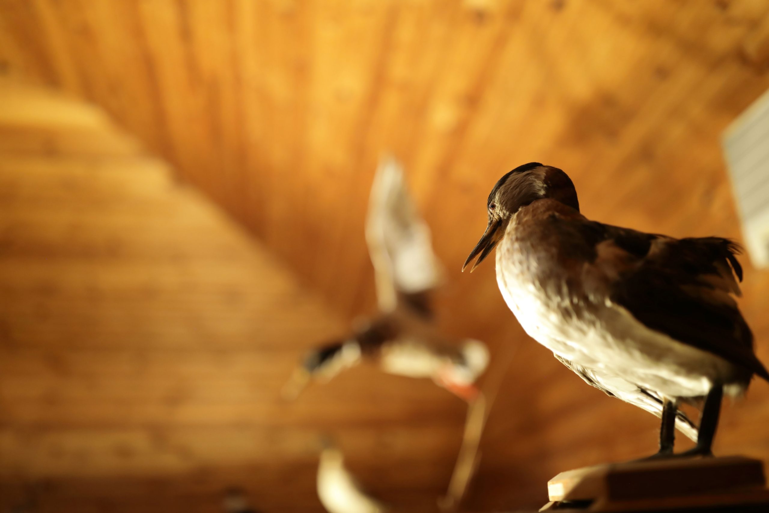 humane bird removal services from your home