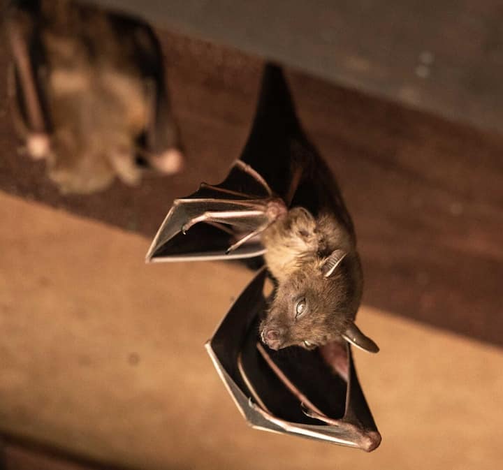 Wildlife-Bats in Denver